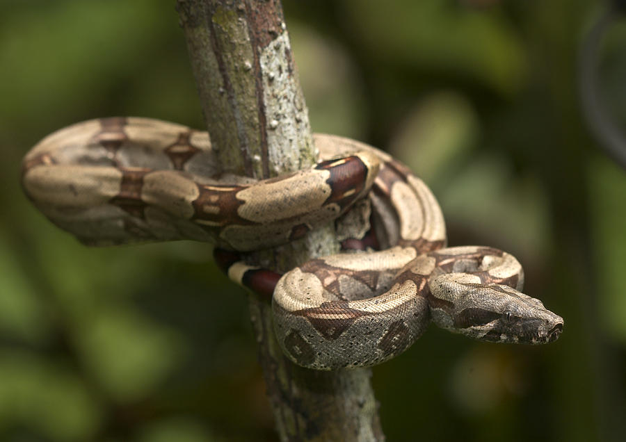 Red-tailed Boa #1 Photograph by Michael Lustbader