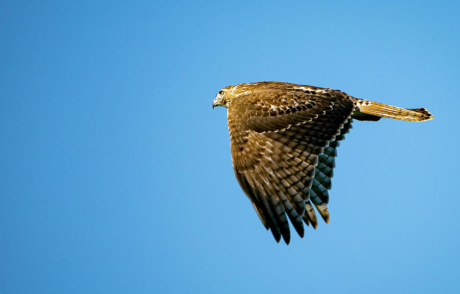 Red-tailed Hawk Photograph by Jean-Louis Eck - Pixels