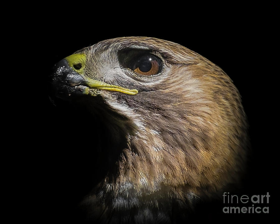 Nature Photograph - Red-tailed Hawk #1 by Rafael De Armas