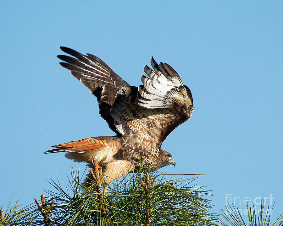Red-tailed Hawk Taking Flight Photograph