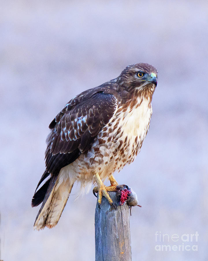 Red-tailed Hawk With Vole Photograph
