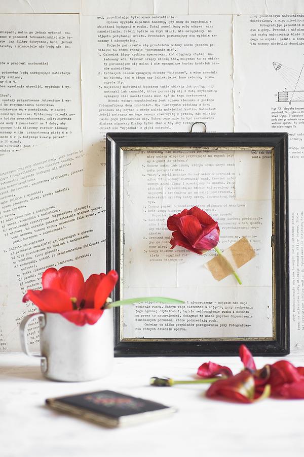 Red Tulip In Black Picture Frame On Wall Papered With Book Pages #1 Photograph by Alicja Koll