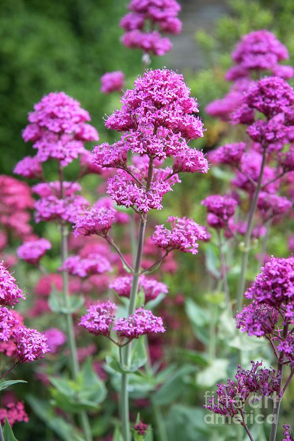 Red Valerian (centranthus Ruber) #1 Photograph by Adrian Thomas/science Photo Library