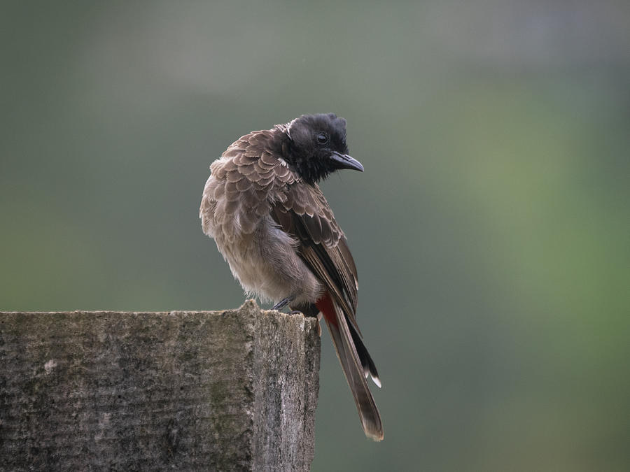 Red Vented Bulbul #1 Photograph by Henk Goossens