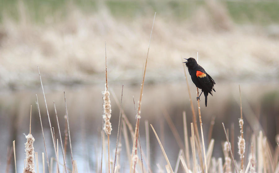Red Winged Black Bird #1 Photograph by Stephanie Hollingsworth