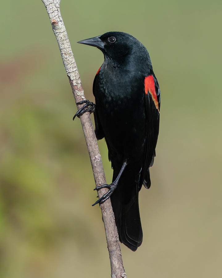 Red-winged Blackbird #1 Photograph by Ken Stampfer