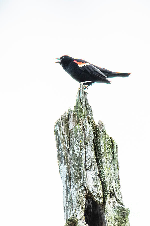 Red-Winged Blackbird by Michael D Miller Red-Winged Blackbird by Michael D Miller