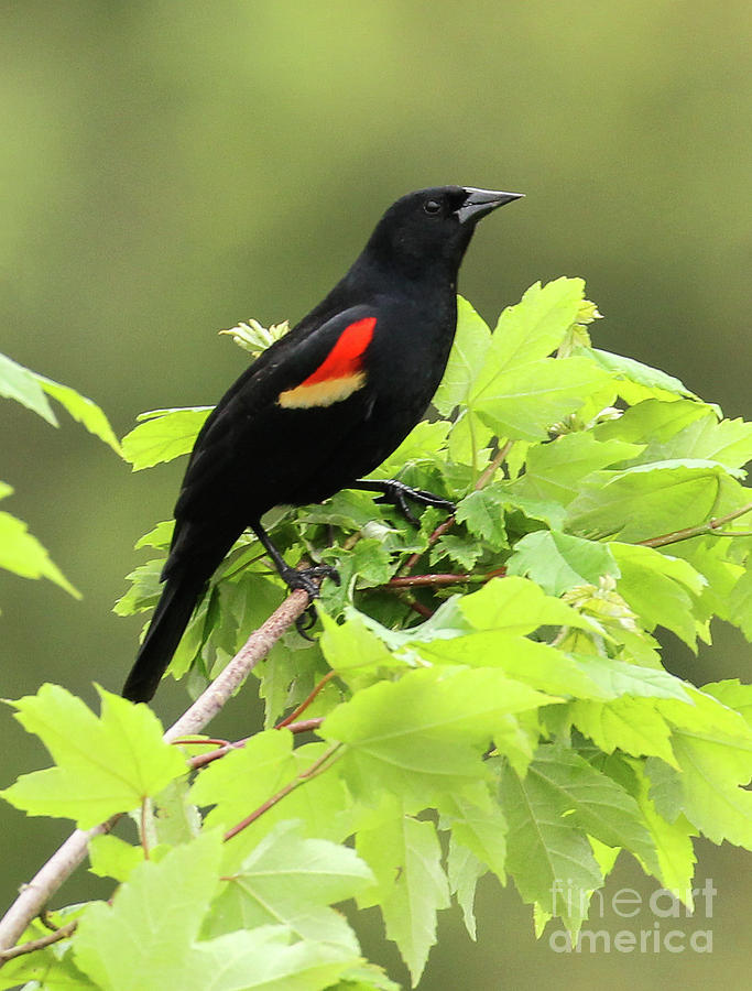 Red-Winged Blackbird #2 Photograph by Michelle Tinger