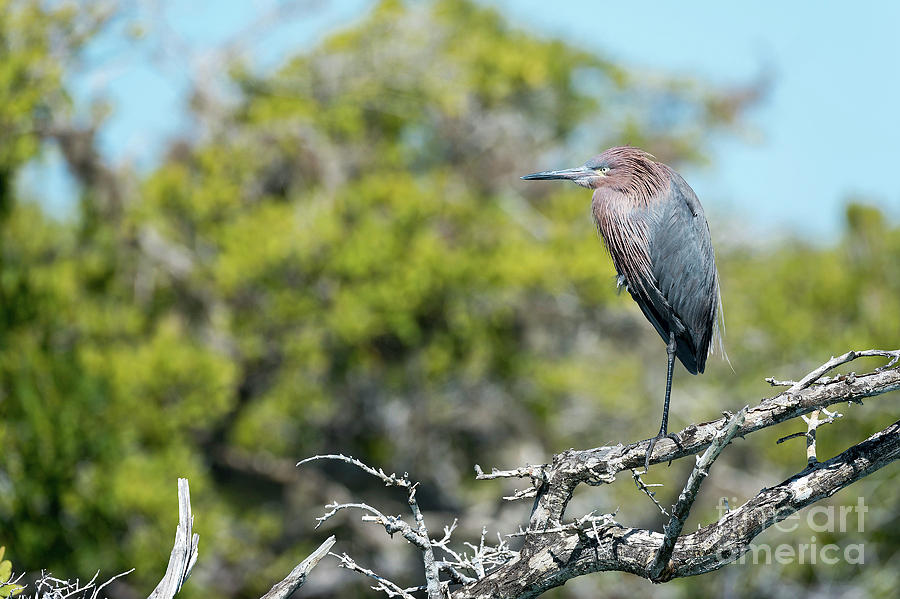 Heron Photograph - Reddish Egret #1 by Christopher Swann/science Photo Library