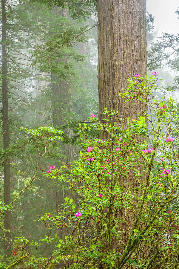 Redwoods in the Mist #1 Photograph by Andrew Soundarajan