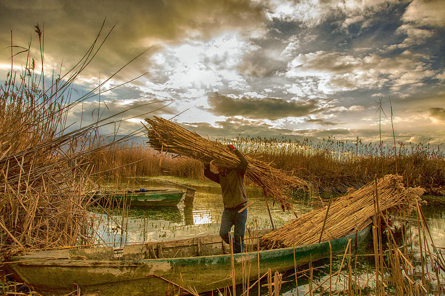 Reed Harvest #1 Photograph by Zhd Bilgin