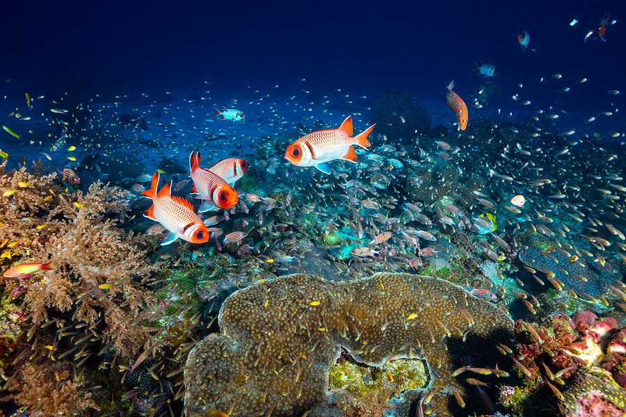 Fish Photograph - Reef Life #1 by Barathieu Gabriel
