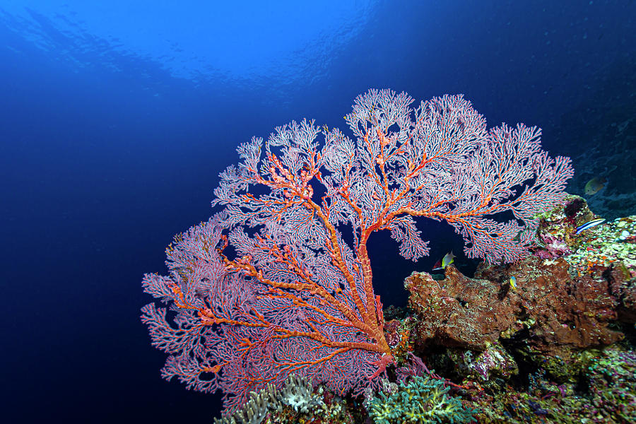 Reef Scene In Halmahera, Indonesia #1 Photograph by Bruce Shafer
