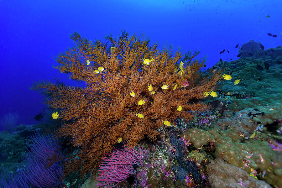 Reef Scene In Papua New Guinea #1 Photograph by Bruce Shafer