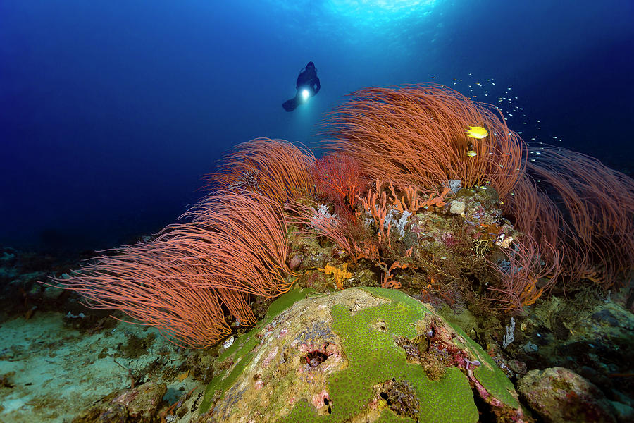 Reef Scene With Diver In Kimbe Bay #1 Photograph by Bruce Shafer