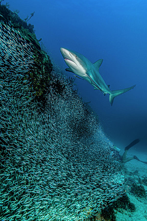 Reef Shark With A School #1 Photograph by Bruce Shafer