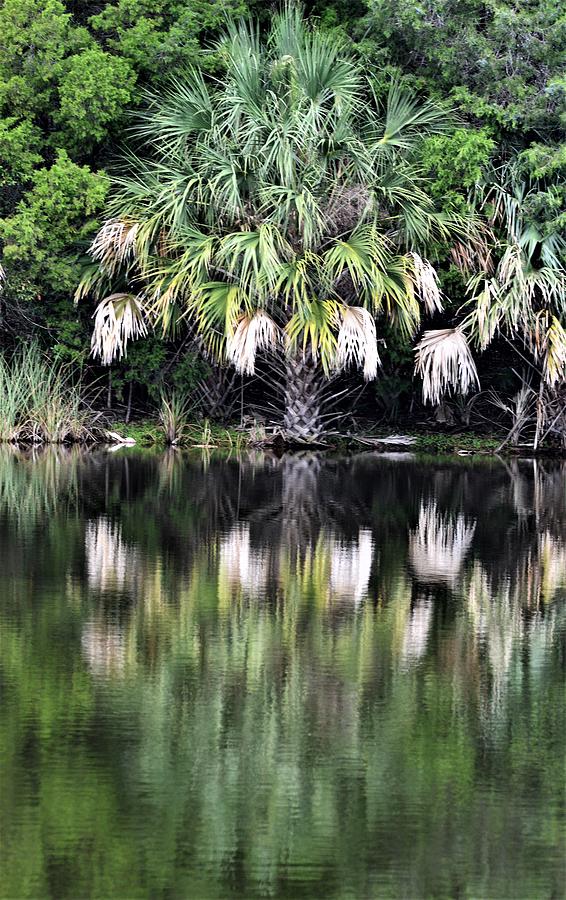Reflecting Palm #1 Photograph by Warren Thompson