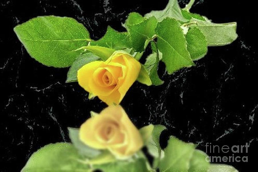 Reflection of the Yellow Rose of Texas by Janette Boyd Reflection of the Yellow Rose of Texas by Janette Boyd