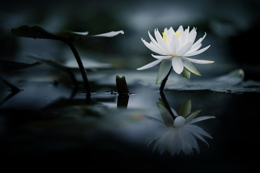 Flower Photograph - Reflection #1 by Takashi Suzuki