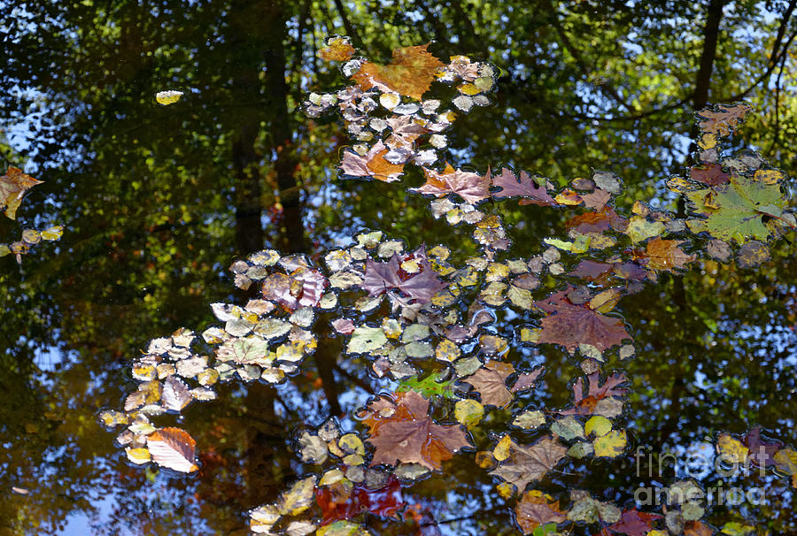 Reflections Of Fall Photograph