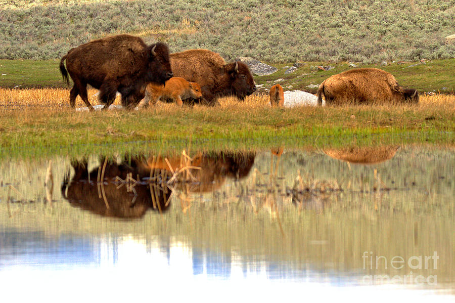 Reflections Of The Yellowstone Bison Herd Photograph by Adam Jewell