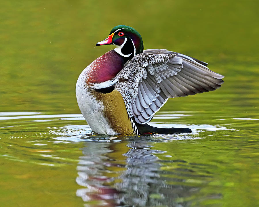 Duck Photograph - Refresh #2 by Tony Beck