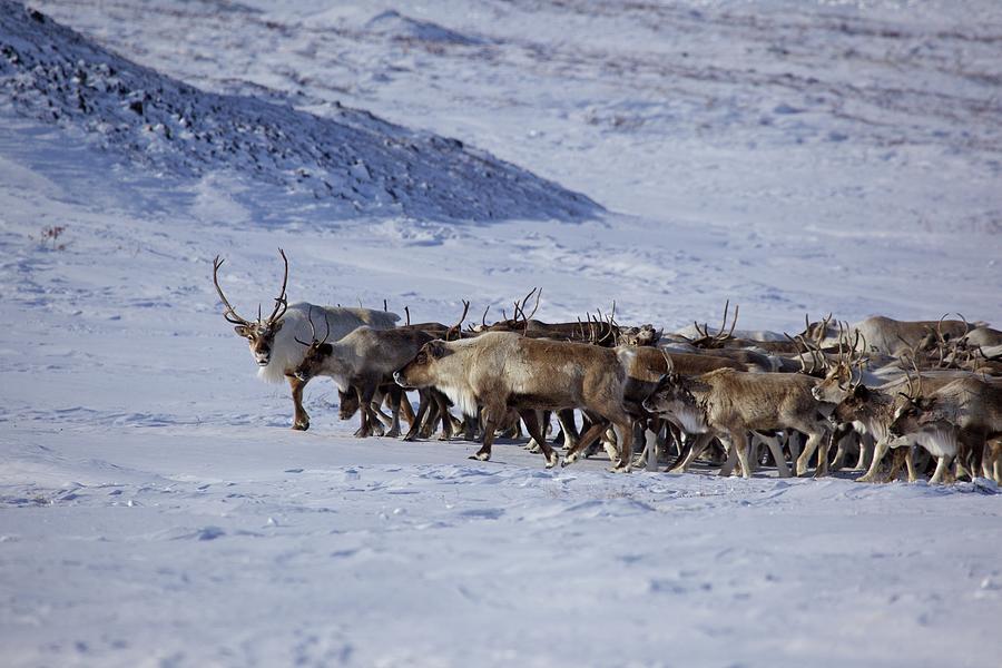 Reindeer Herd, Chukotka Autonomous Okrug, Siberia, Russia #1 Photograph 