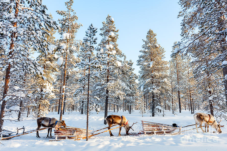 Deer Photograph - Reindeer In A Winter Forest In Finnish by Blueorange Studio