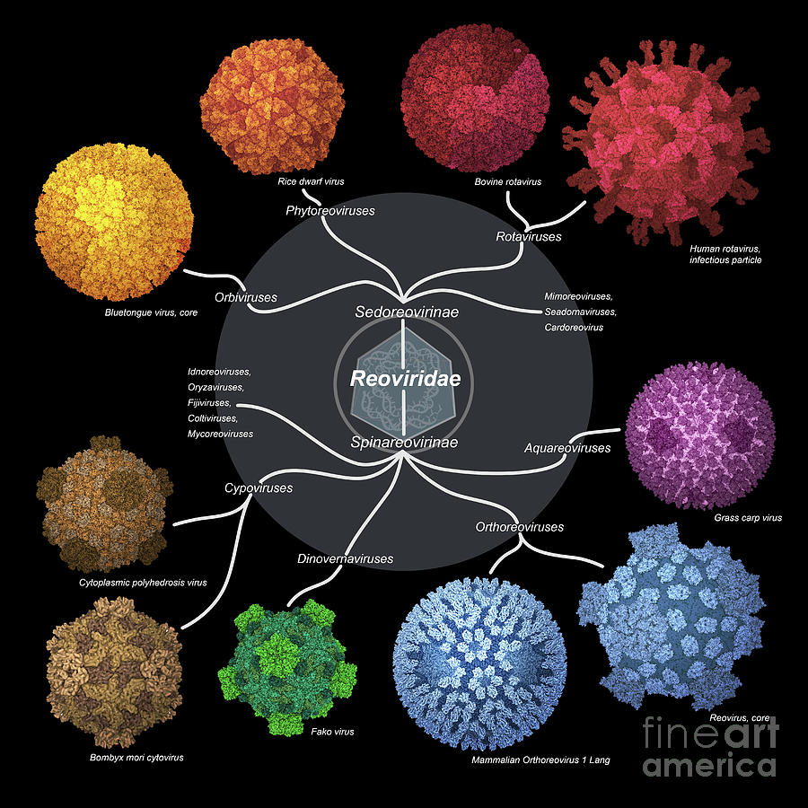 Reoviridae Viruses #1 by Simone Alexowski / Science Photo Library