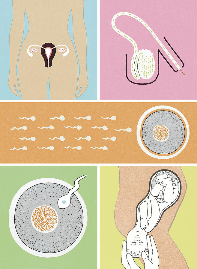 Vintage Drawing - Reproductive Collage #1 by CSA Images