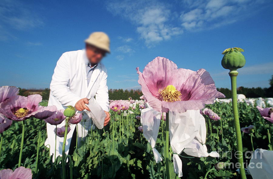 Researchers In A Field Of Opium Poppies #1 Photograph by Philippe Psaila/science Photo Library