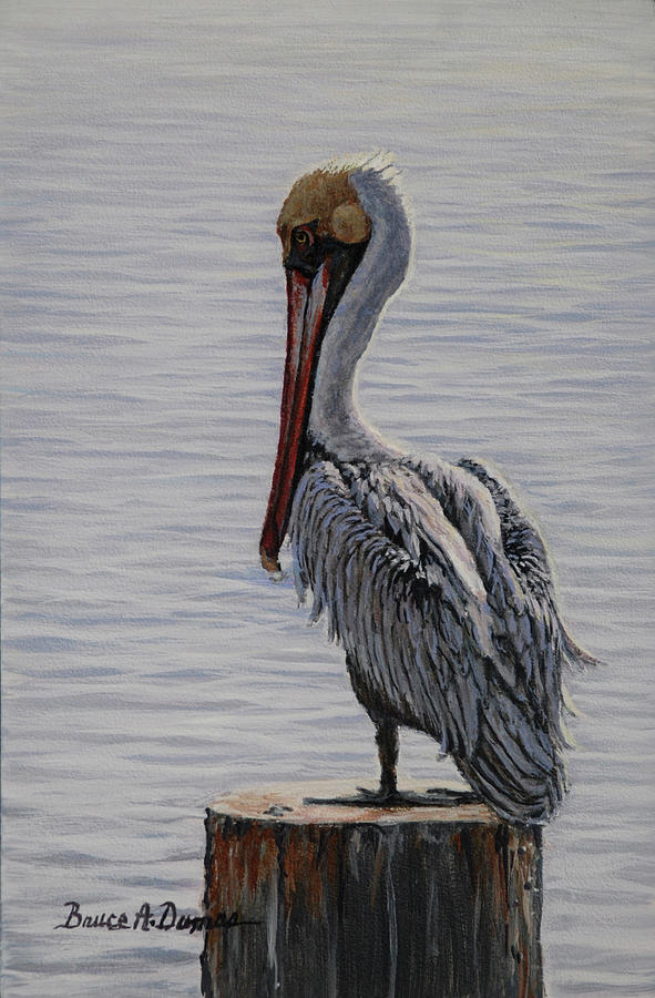 Bird Painting - Resting Pelican #1 by Bruce Dumas