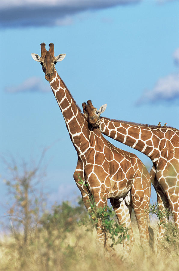 Reticulated Giraffes Giraffa Photograph by James Warwick - Fine Art America