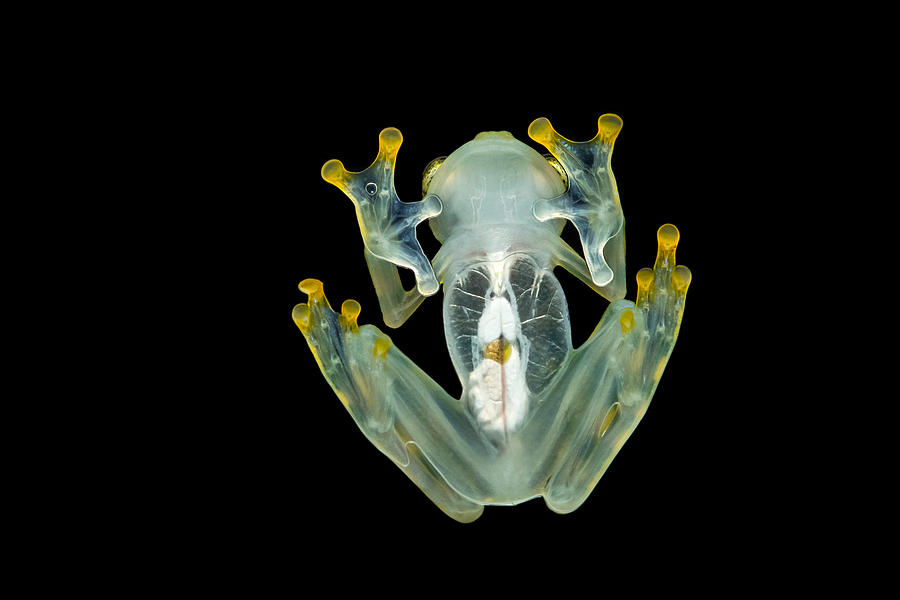 Nature Photograph - Reticulated Glass Frog #1 by Milan Zygmunt