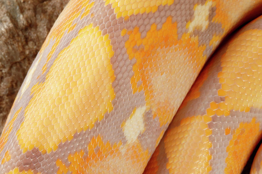 Reticulated Python, Lavender Albino #1 Photograph by David Kenny