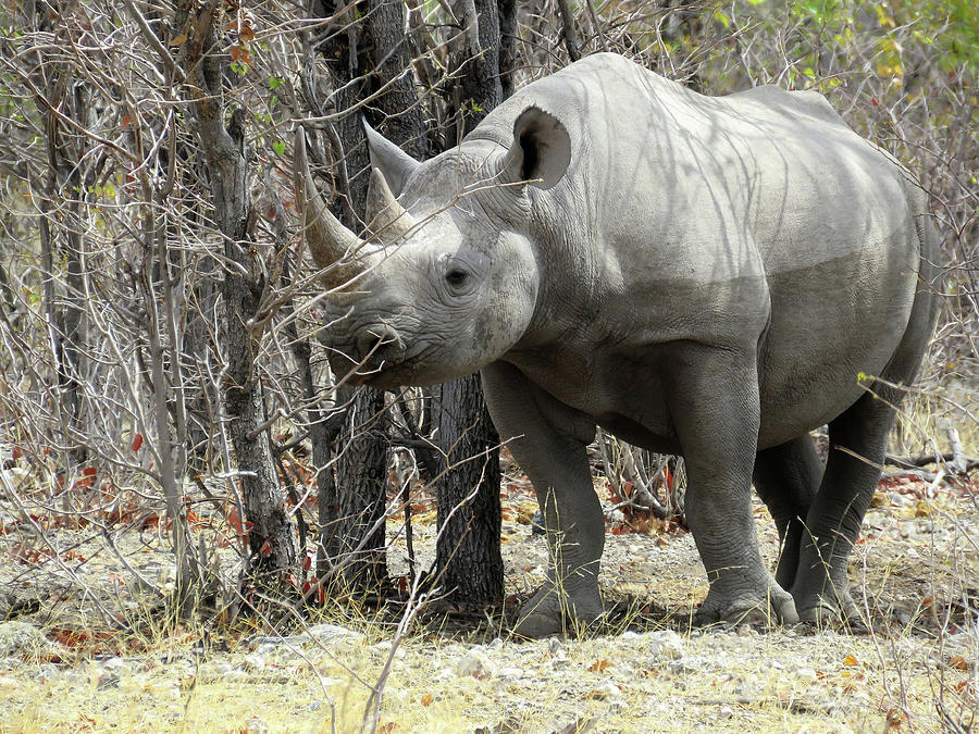 Rhino Photograph by Eric Pengelly