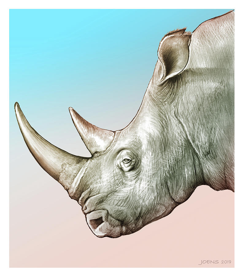 Rhino #1 Drawing by Greg Joens
