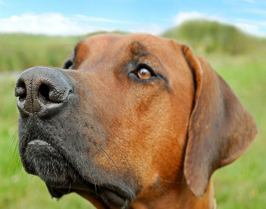 Rhodesian Ridgeback by Dave Byrne Rhodesian Ridgeback by Dave Byrne