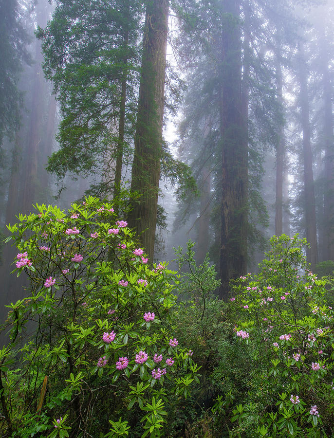 Rhododendron And Coast Redwoods In Fog, Redwood National Park, California #1 Photograph by Tim Fitzharris