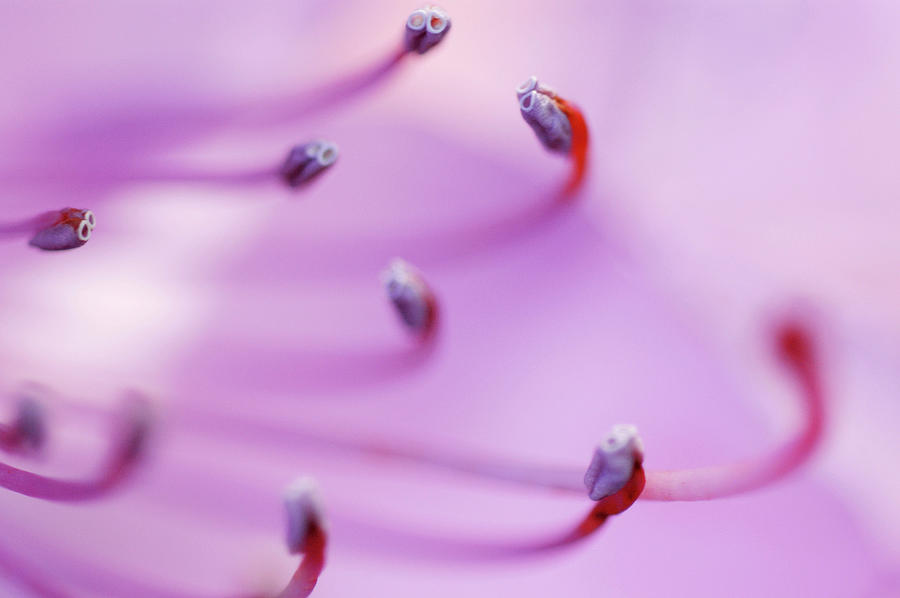 Rhododendron, Blossom Detail #1 Photograph by Arco Images / Ritter Margit