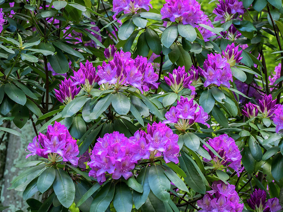 Rhododendrons Growing In A Forest Photograph by Julie Eggers | Fine Art ...