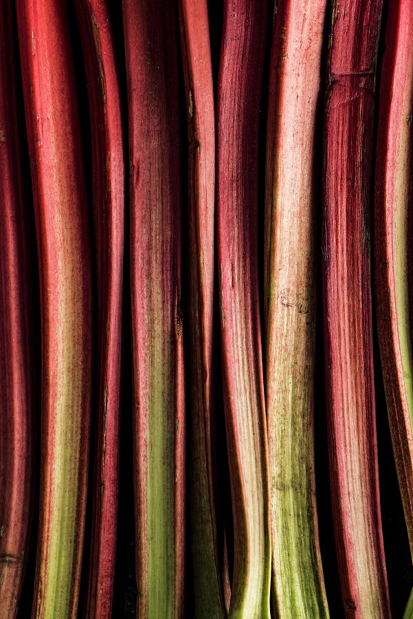 Rhubarb #1 Photograph by Mateusz Siuta
