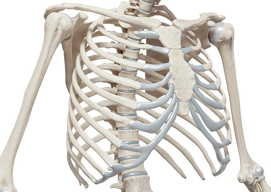 Rib Cage Photograph by Medical Graphics/michael Hoffmann/science Photo ...