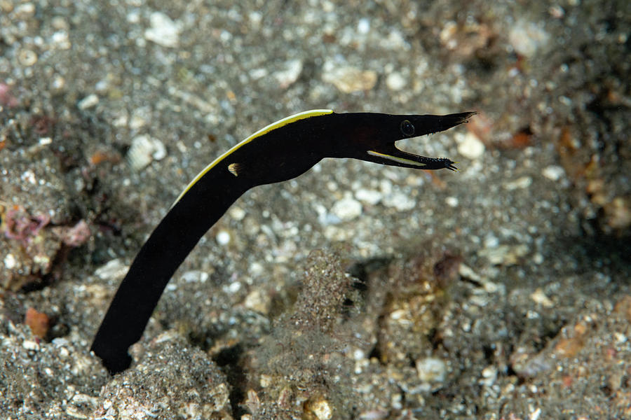 Ribbon Eel #1 Photograph by Andrew Martinez