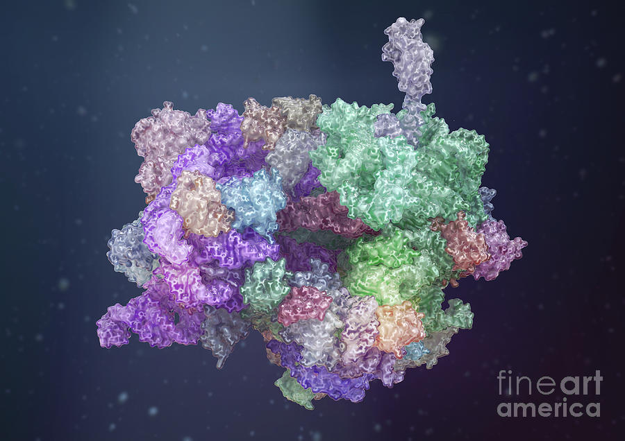 Ribosome Photograph by Medical Graphics/michael Hoffmann/science Photo ...