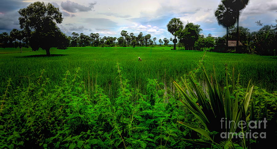 Rice Fields Cambodia  #1 Photograph by Chuck Kuhn