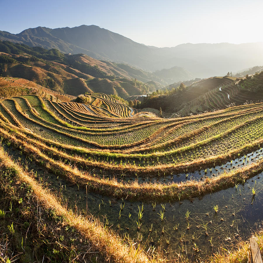 Rice Terraces, Guangxi, China #1 Digital Art by Luigi Vaccarella