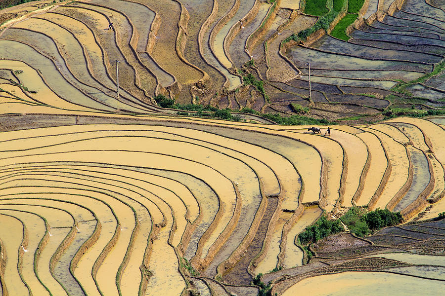 Rice Terraces #1 Photograph by Hoang Giang Hai