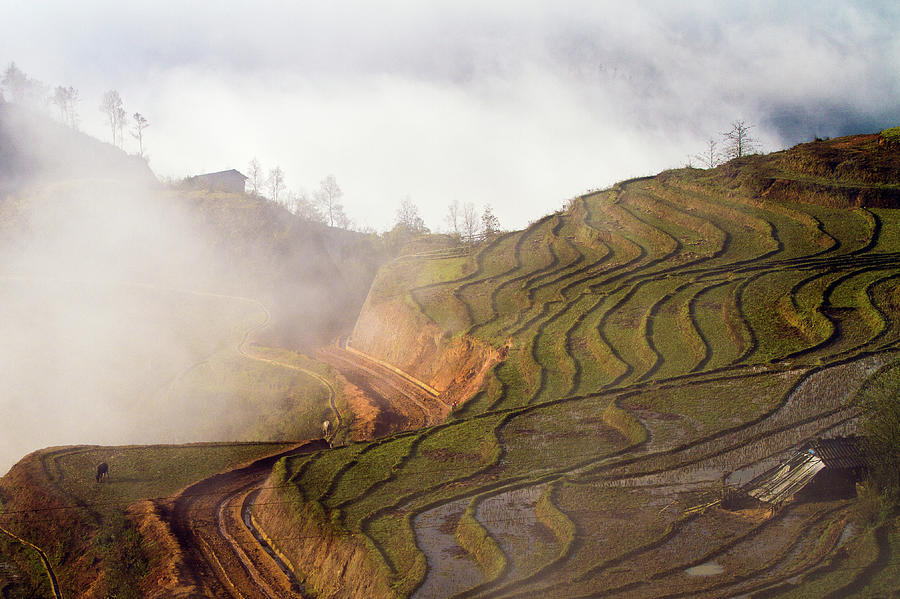 Rice Terraces In Sapa #1 Photograph by Hoang Giang Hai