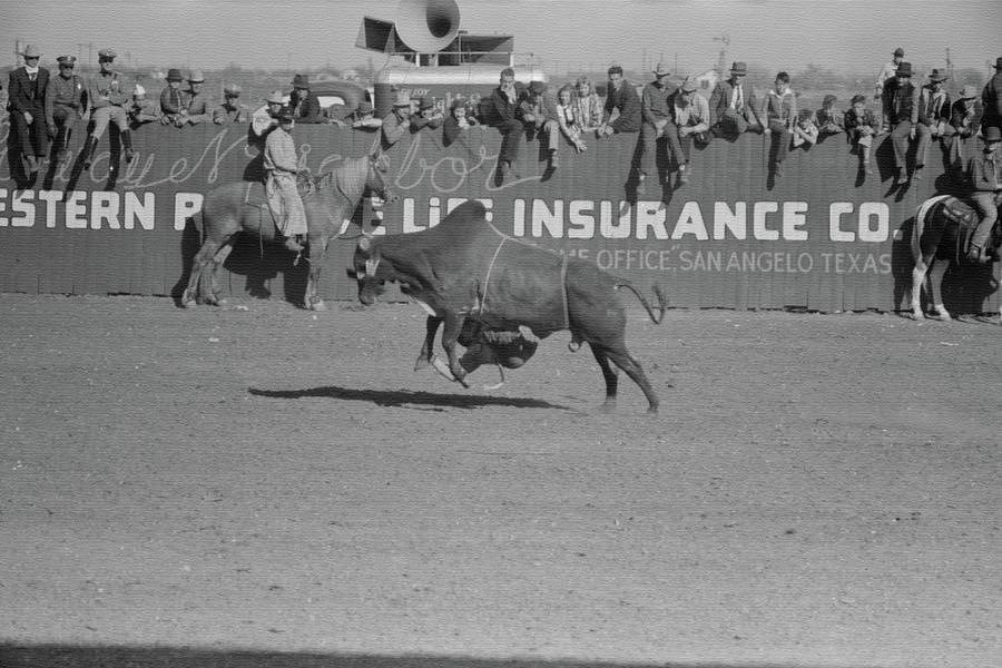 Bull Rider Photos for Sale - Fine Art America